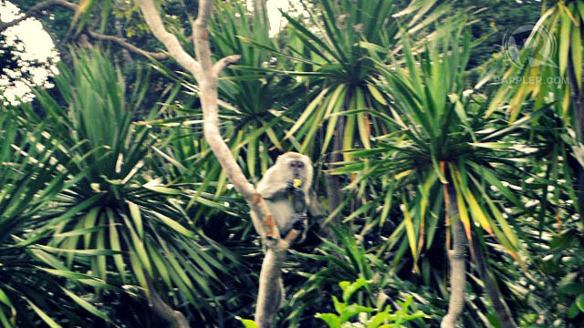 LONG-TAILED MACAQUE AT Bud Bongao. Photo from Gael Hilotin