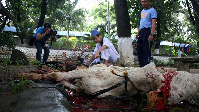 SACRIFICE. A young boy slits the neck of 10 pcs of goat to celebrate of the Eid'l Adha the feast of sacrifice at Camp Crame Quezon City. Photo by Rappler/Rafael Taboy