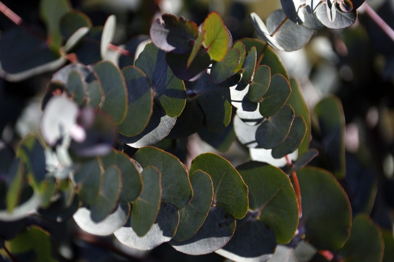 GOLDEN OPPORTUNITY. Eucalyptus leaves are pictured on February 7, 2013 in Tanneron, southern France. AFP/Valery Hache