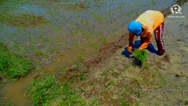 PINAY FARMERS. Female farmers devote most their time to agriculture work, household chores, and raising children, leaving little to no time for other activities 