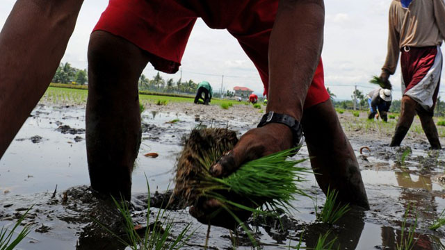 POOREST PINOYS. The poor performance of the agriculture sector keeps farmers and fisherfolk poor. Photo by AFP