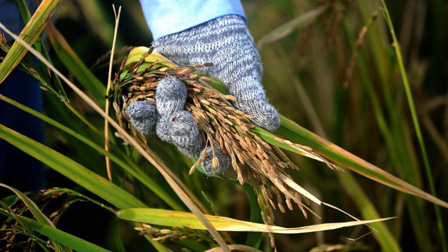 STAPLE. Rice is the Philippines staple. It is the goal of the national government to achieve rice self-sufficiency at the end of 2013. Photo by AFP