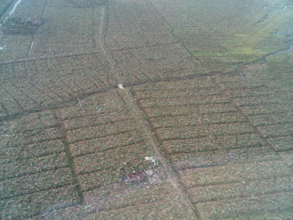 EXTENT OF DAMAGE. "Flattened banana trees as far as the eye can see." Photo and caption by Interior Secretary Manuel Roxas II 