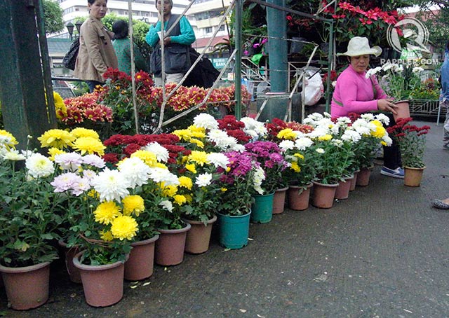 GO GREEN. A Baguio vendor says buyers now prefer the cheaper and environment-friendly option to bring flowers in pots instead of arranged cut flowers. Photo by Rappler