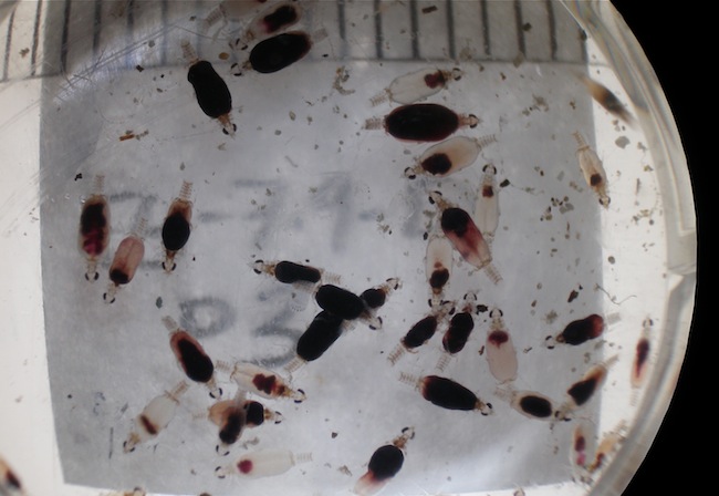 Juvenile gnathiids that have recently fed on fresh blood. Only juvenile gnathiids are parasitic. Photo courtesy of Ann Marie Coile, Department of Biology, Arkansas State University / National Science Foundation