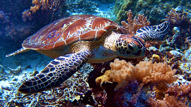 WILDLIFE WONDERS. The endangered green sea turtle Chelonia mydas is among the wildlife wonders beneath Tubbataha’s waters. Photo by Lory Tan/WWF