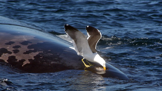 SEAGULLS. This undated handout picture released by the CENPAT-CONICET institute shows a seagull pecking the back of a whale in Peninsula Valdez, Patagonia, southern Argentina. The overpopulation of seagulls in the area due to the increase in human and industrial refuse generated a serious problem for the whales, as the birds make holes in the skin of the cetacean to eat their fat, causing infections and interfering with the lactation process. Photo by AFP/CENPAT-CONICET/ANA FAZIO