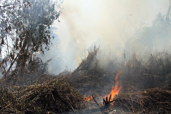 FOREST FIRE. A fire spreads on peatland on the outskirts of Pekanbaru, Riau province, Indonesia, 19 June 2013. Photo by Azwar/EPA