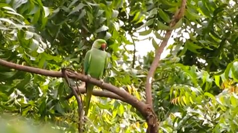 A PARAKEET 'GUARDS' A neem tree in Chennai, India. Screen grab from YouTube (chennaiNature)
