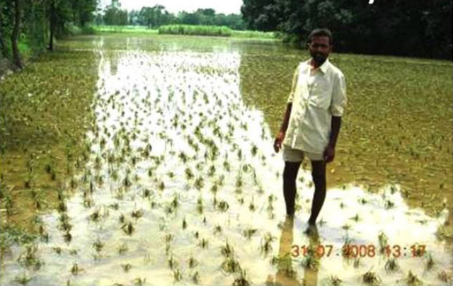 HOPELESS CASE? This is Asha Ram Pal's rice field in India after a two-week flood. Photo courtesy of IRRI