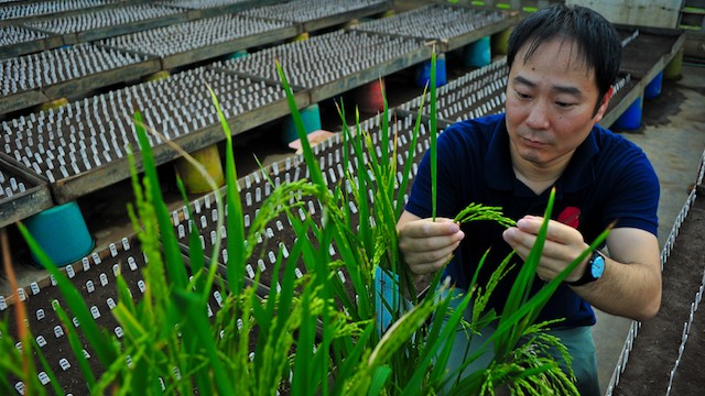 NEW VARIETY. Dr. Tsutomu Ishimaru of the International Rice Research Institute (IRRI) is introducing the SPIKE gene into new rice varieties to boost yield. Image courtesy of IRRI