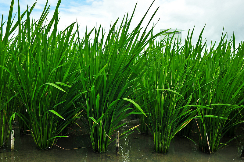 The two rice plant rows on the left are bigger and growing much better – they have the PSTOL1 gene, whereas the two rice plant rows on the right do not have the PSTOL1 gene and they look smaller. Part of the image collection of the International Rice Research Institute (IRRI).