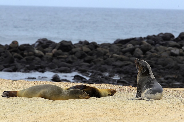 THREATENED. A photo made available 09 June 2013 shows Galapagos sea lions (Zalophus wollebaeki) at the Baquerizo Moreno Port, in Galapagos, Ecuador 03 June 2013. Photo by EPA/Jose Jacome