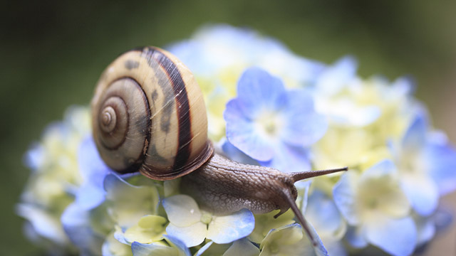BEAUTY IN SLIME. Snails hold the secret to youthful skin, according to a Japanese beauty salon