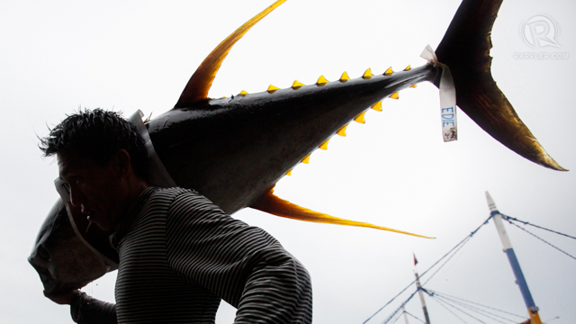 TUNA MAGIC. General Santos records the largest total volume of fish landing in 2012. Photo by John Javellana