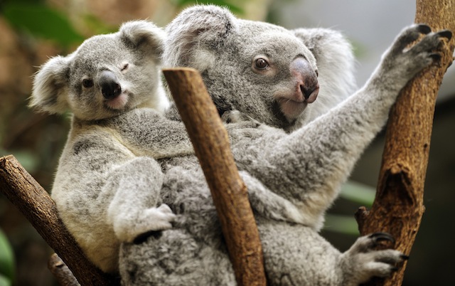IN DANGER. A study says koalas are in danger as temperatures soar in its native Australia. In this photo, a young Koala sits on the back of its mother Goonderrah and looks into the camera at the zoo in Duisburg, Germany, 27 March 2013. EPA/Marius Becker