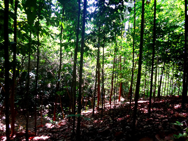 Native trees, many of them threatened or endangered, at Liptong Woodland