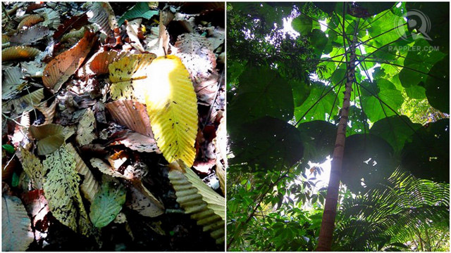 HELPFUL TREES. Lawaan’s leaves (left) and takip-asin (right) both help control rainfall. All photos by Claire Madarang