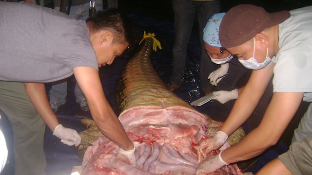 ORGANS CRUSHED. Lolong suffered a multiple organ failure after vital organs like the stomach were crushed by the reptile's bulk and atrophied. Photo from necropsy file