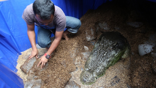 SO LONG, LOLONG. The lifeless body of the monster croc is packed with ice for the necropsy on February 11 in Bunawan, Agusan del Sur. Photo by Jeoffrey Maitem