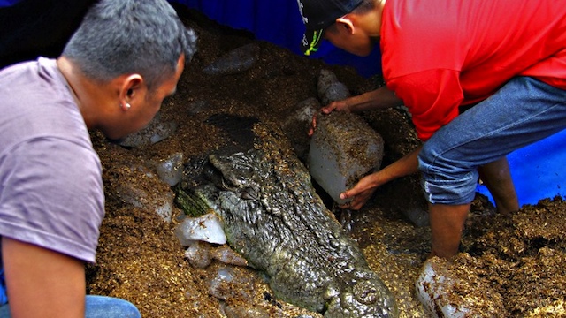 PACKED IN ICE. Workers put ice blocks on to the remains of Lolong before the necropsy is conducted. AFP PHOTO/Erwin Mascarinas