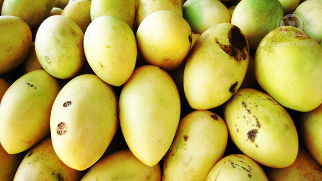 GUIMARAS MANGOES ARE FAMOUS for their extraordinary sweetness. All photos by Izah Morales