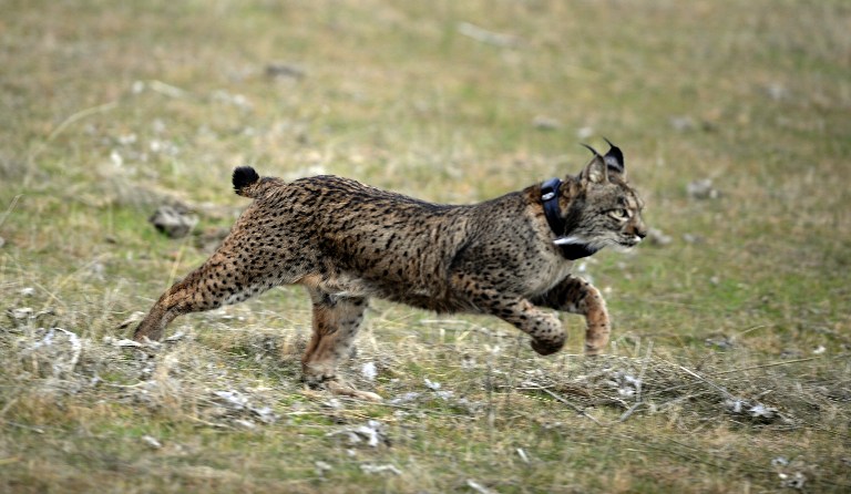 ENDANGERED. A lynx is released during the first experimental reintroduction of two Iberian lynxes in Villafranca de Cordoba, southern Spain, on December 14, 2009. Photo by AFP / Cristina Quicler