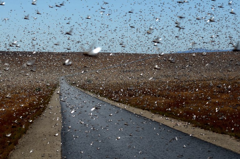 INFESTATION. A swarm of the Red Locusts 20 kilometers north of the town of Sakaraha, south west Madagascar on April 27, 2013. Photo by AFP/Bilal Tarabey