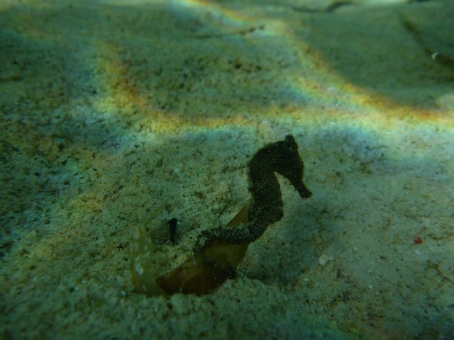 Seahorses are some of the many underwater animals that can be seen when diving in Malapascua. Photo by Charisse Anderson