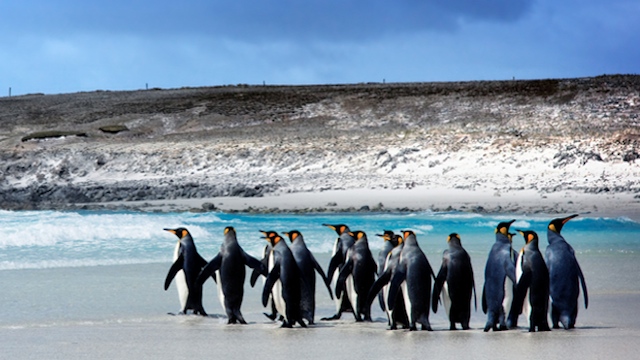 BARREN ISLES. Penguins are a common site on the British-ruled islands off the Argentinian coast. Photo from the Falkland Islands Government website