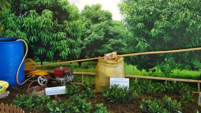 HOW DO MANGOES GROW? This life-sized diorama educates guests on how the mango is cultivated for harvest.  