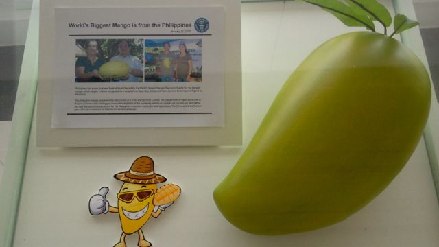 RECORD-BREAKING. THE WORLD's largest mango was harvested in Iligan City. It weighed 3.5 kg. The Mango Museum has a life-sized replica on display.