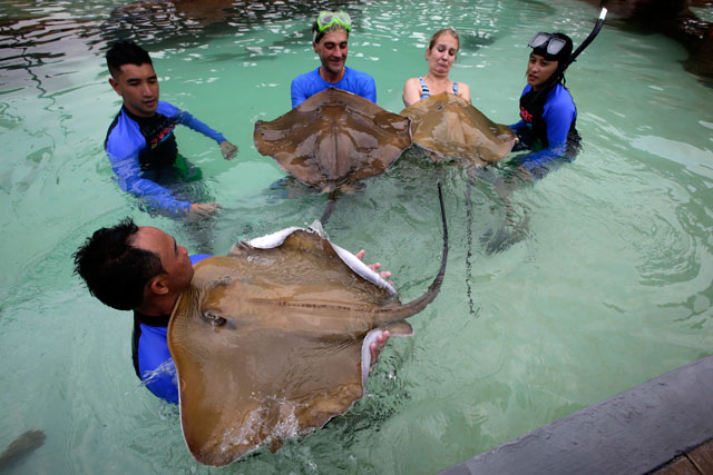 Visitors of the Manila Ocean Park interact with stingrays during the launch of the park's newest attraction. Photo by EPA/Dennis Sabangan