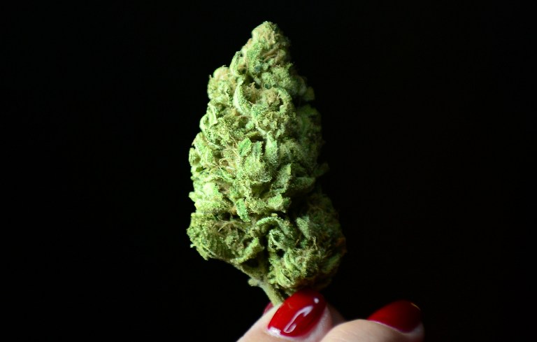 SOON LEGAL IN NY? Photo dated July 27, 2012 of a bud of Maui Afghooey marijuana displayed at the PureLife Alternative Wellness Center in Los Angeles. Frederic J. Brown/AFP/Files