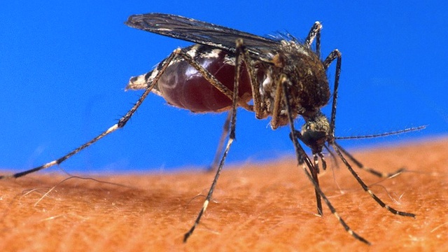 NEW REPELLENT SOON. A mosquito is bloated with blood as it inserts its stinger into human flesh in this undated file photo obtained from the US Department of Agriculture. AFP/USDA