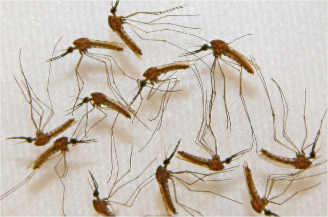MALARIA VACCINE? This undated photo courtesy of Sanaria, Inc. of Rockville, Maryland, shows Malaria infected mosquitoes ready for dissection in the lab's manufacturing facility during vaccine production. ADAM M. RICHMAN/SANARIA INC./AFP 