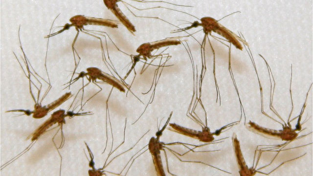 MALARIA CULPRITS. This undated photo courtesy of Sanaria, Inc. of Rockville, Maryland, shows Malaria infected mosquitoes ready for dissection in the lab's manufacturing facility during vaccine production. ADAM M. RICHMAN/SANARIA INC./AFP 