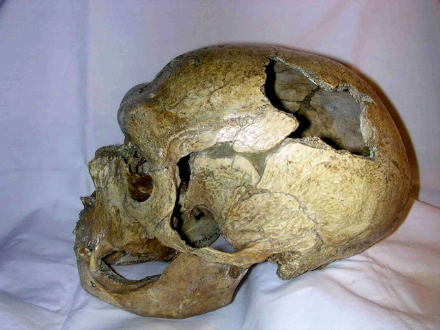 Neanderthal skull from La Chapelle aux Saints. Image taken 16 March 2004, PLoS