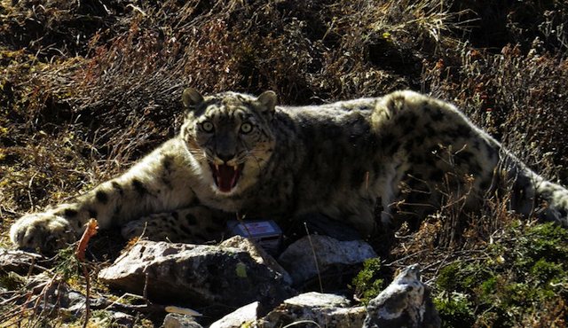 RARE SIGHTING. A rare snow leopard is seen after being captured and fitted with a satellite collar to track its activities in Nepal on November 25, 2013. AFP/WWF Nepal/Kamal Thapa" 