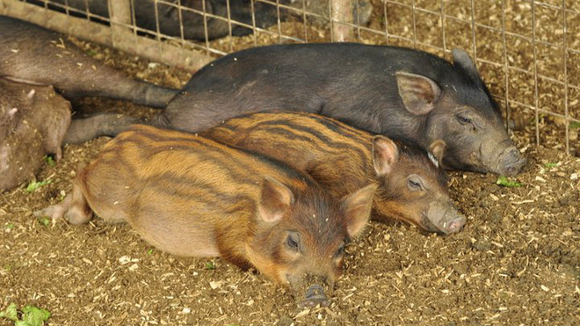 LIVIN' THE LIFE. Pigs at Costales Farm sleep in soft beds of sawdust, soil, and rice hull.