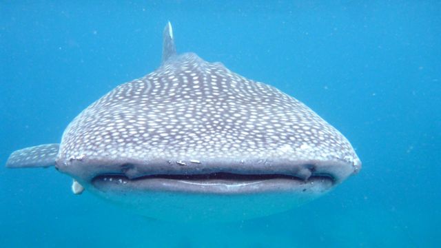 WHALE SHARKS ARE AN endangered species. Getting them used to approaching boats for food makes them more susceptible to poaching. Fermin's photo courtesy of LAMAVE Project