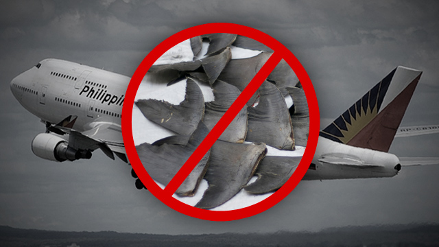 NOT ALLOWED. Philippine Airlines has joined other carriers that have stopped carrying shark fin cargoes. Photos for image from Wikipedia