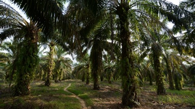 PALM OIL TITANS. Agriculture in the Philippines is the new battleground of San Miguel Corp and the local units of First Pacific. AFP file photo of a palm oil plantation in Sumatra island 