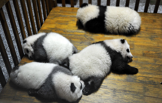 In this file photo, panda cubs rest in the panda breeding center in Chengdu, in southwest China's Sichuan province. Photo by EPA/Li Demin