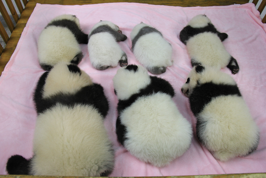 BABY PANDAS! 7 were born in China, another one in Japan. We can't get enough of them. Discovery News photos.
