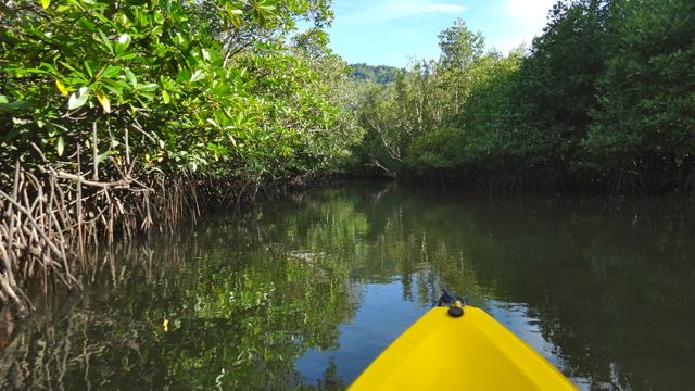 KAYAK THROUGH NARROW AND wide creeks lined with mangroves and nipas