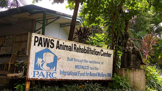 PAWS ANIMAL REHABILITATION CENTER (PARC) is at Aurora Blvd., Katipunan Valley, Loyola Heights, QC. Visit their website at paws.org.ph. Image courtesy of PAWS