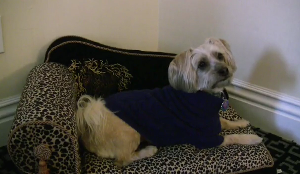 THEY ALSO DESERVE PAMPERING. Pet hotels are a booming business even in the United States. Screen grab from YouTube