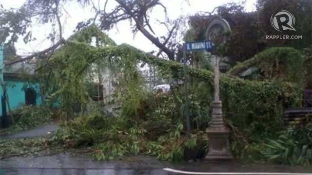 BAYBAY, LEYTE. Trees give way to the powerful winds of Typhoon Yolanda. Photo by Kennethrey Walton