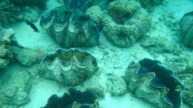 GIANT CLAMS IN DANJUGAN. A few reach up to almost one meter in diameter. All photos by Rhea Claire Madarang